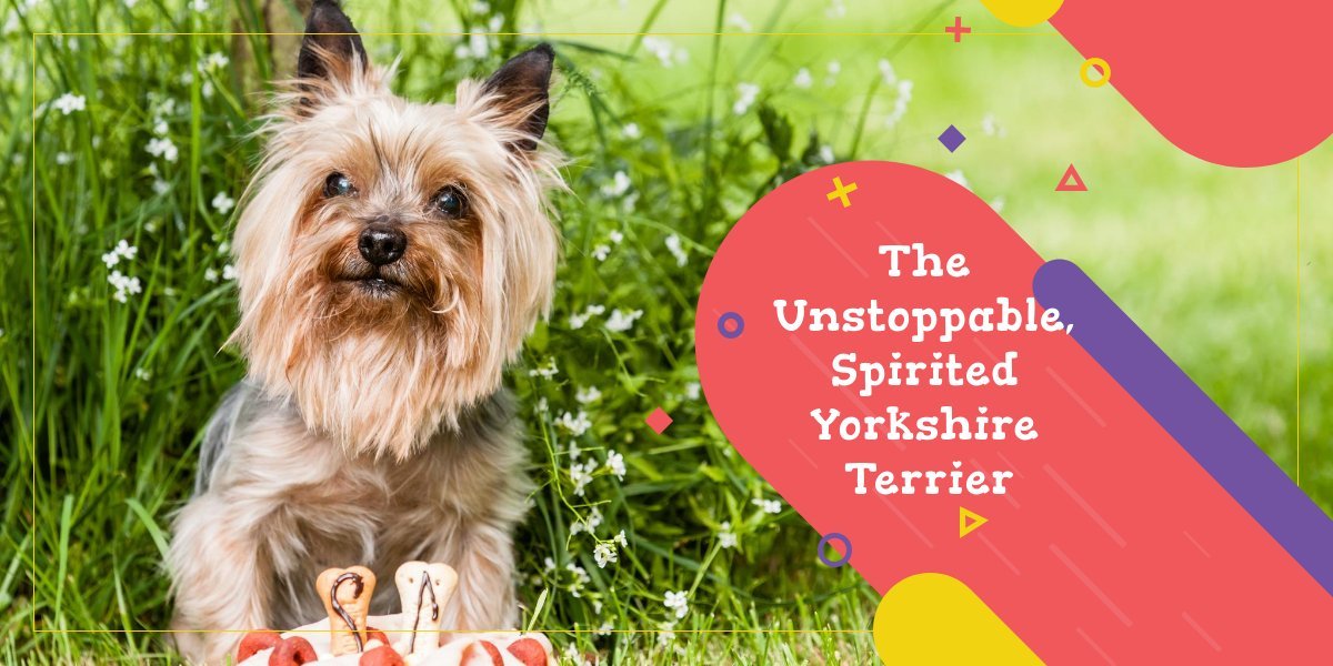 The Yorkie Times Blog - Spirited Yorkshire Terrier
