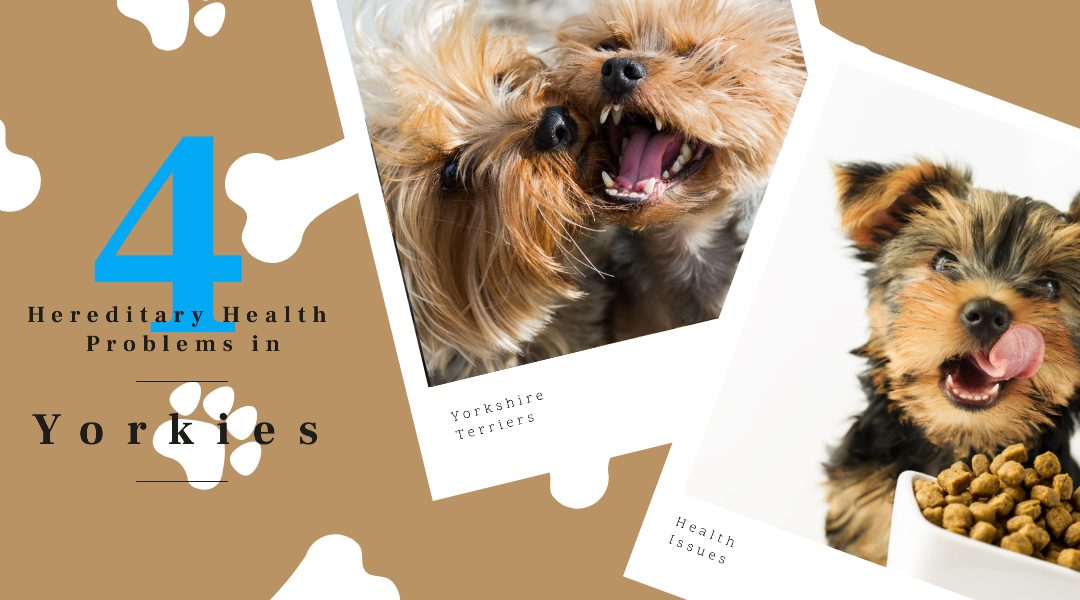 hereditary health issues in yorkshire terriers