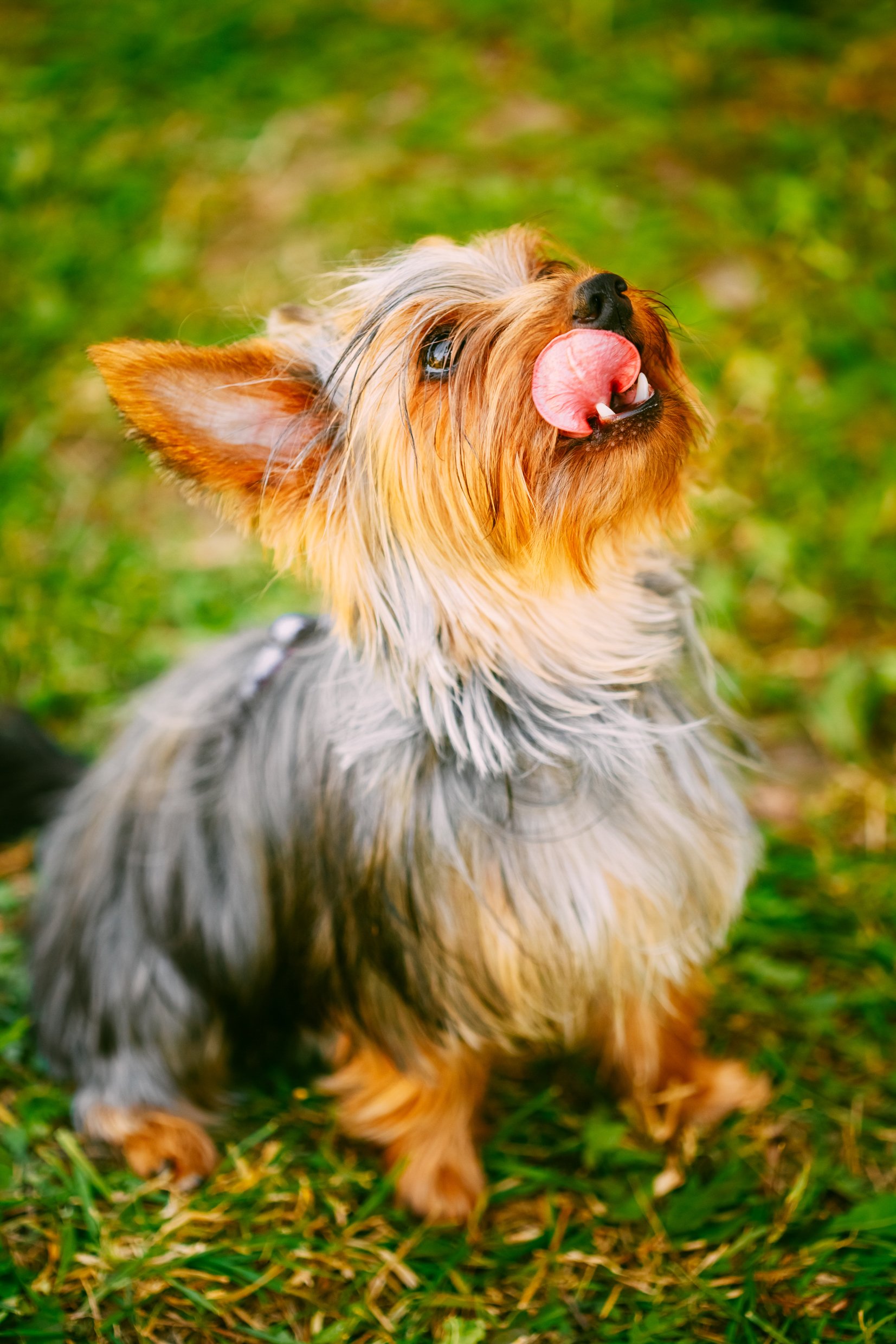 Yorkshire Terrier On Green Grass