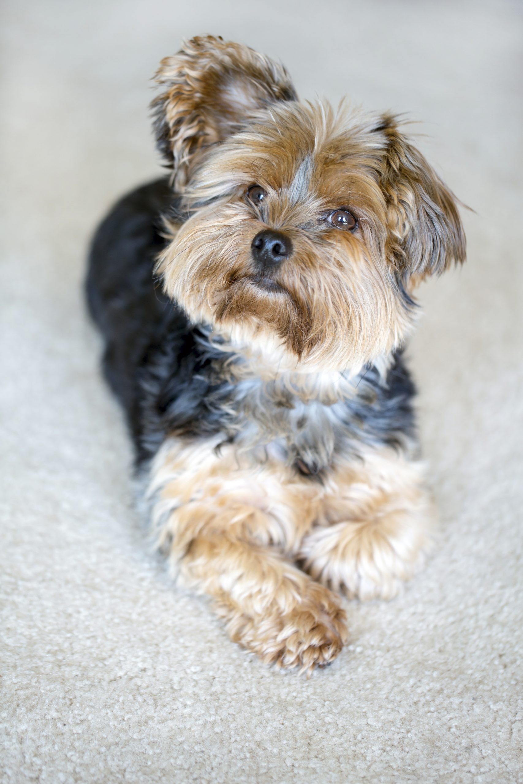 Cute little yorkshire terrier with floppy ear