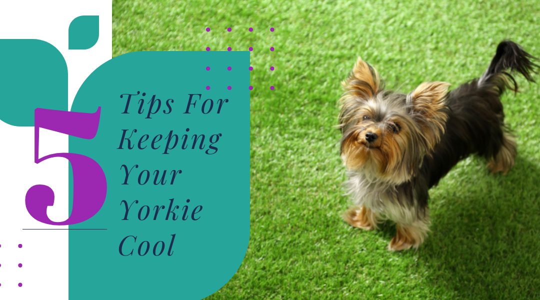 5 Tips For Keeping Your Yorkie Cool This Summer