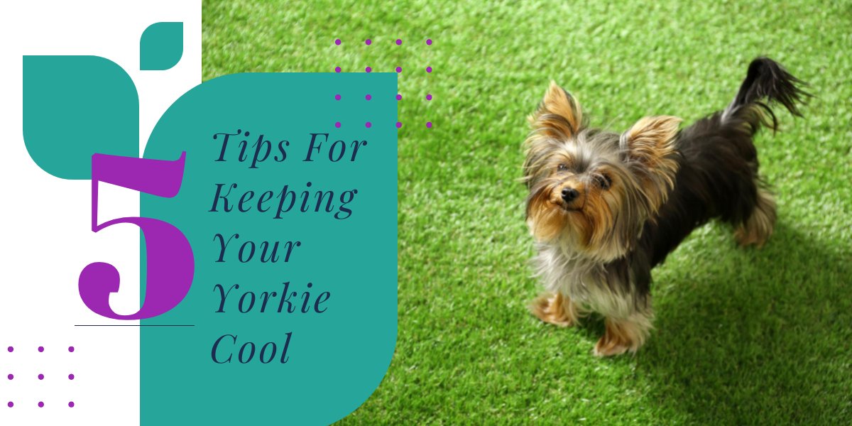 how to keep your yorkie cool