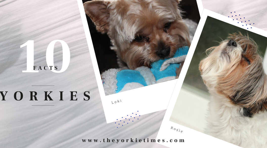 10 facts about yorkies