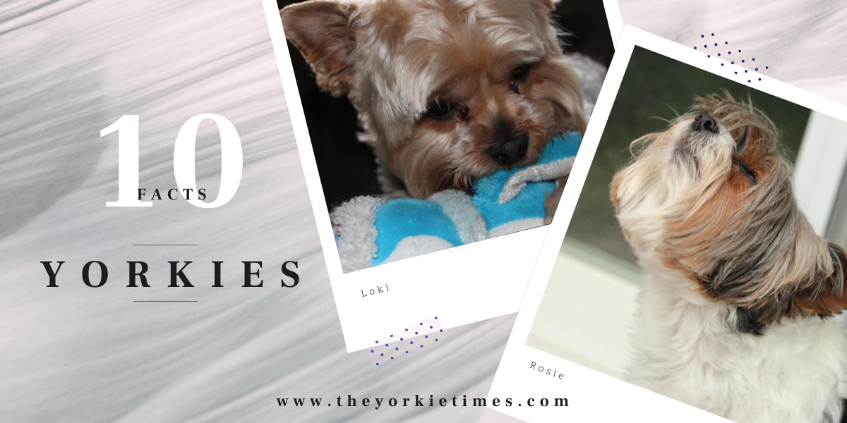10 facts about yorkies