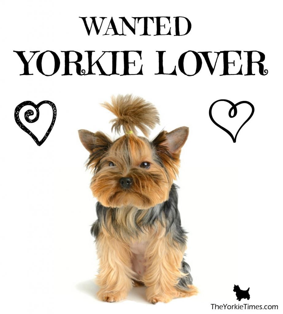yorkie lovers