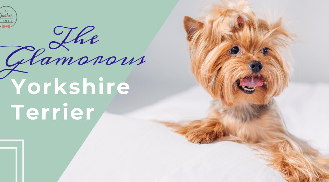 glamrous yorkshire terrier