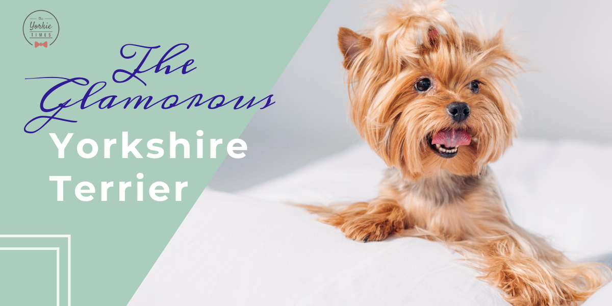 glamrous yorkshire terrier