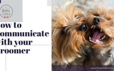 How to Communicate with your Groomer
