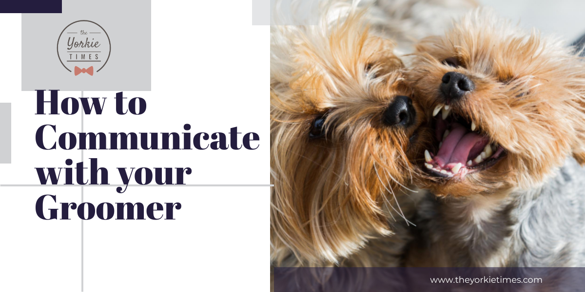 tyt blog - How to Communicate with your Groomer