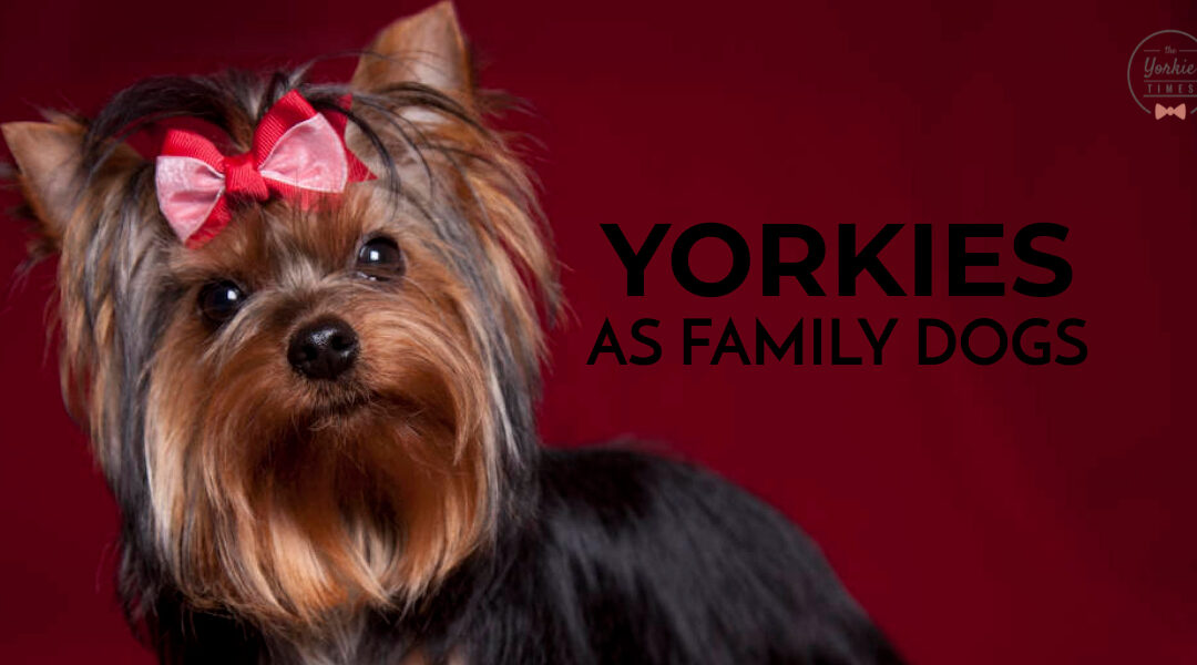 Yorkshire Terriers As Great Family Dogs