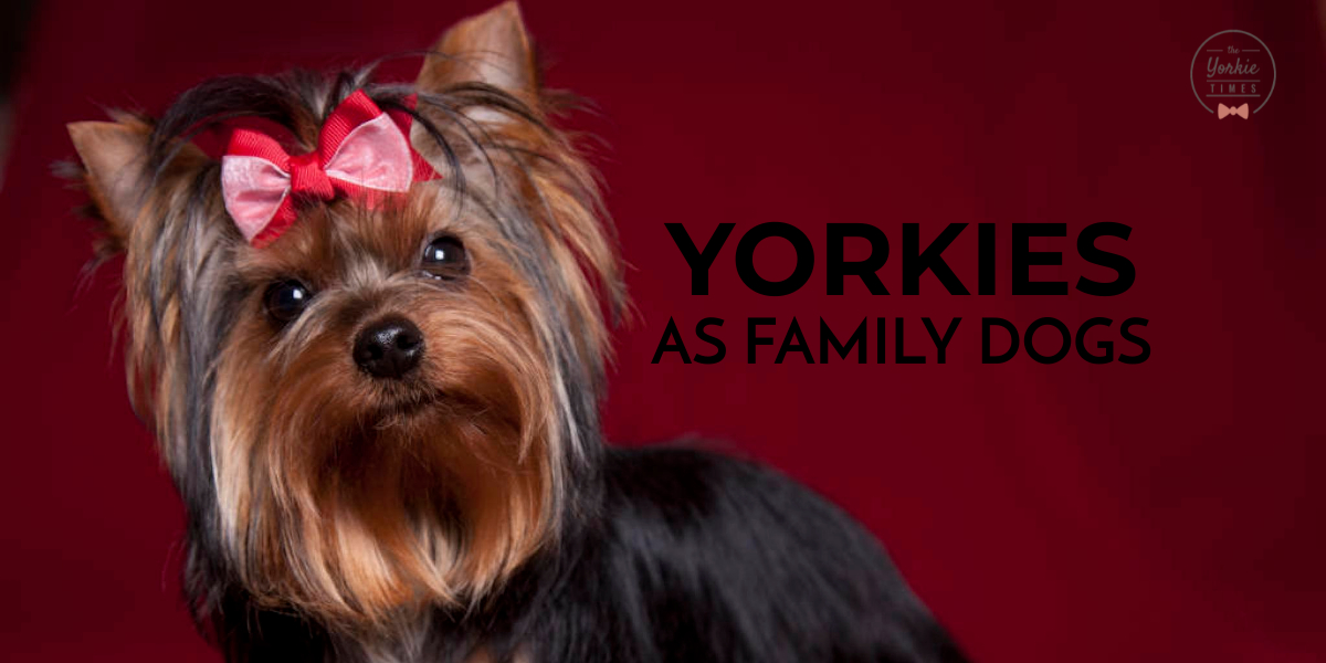 Yorkshire Terriers as family dogs