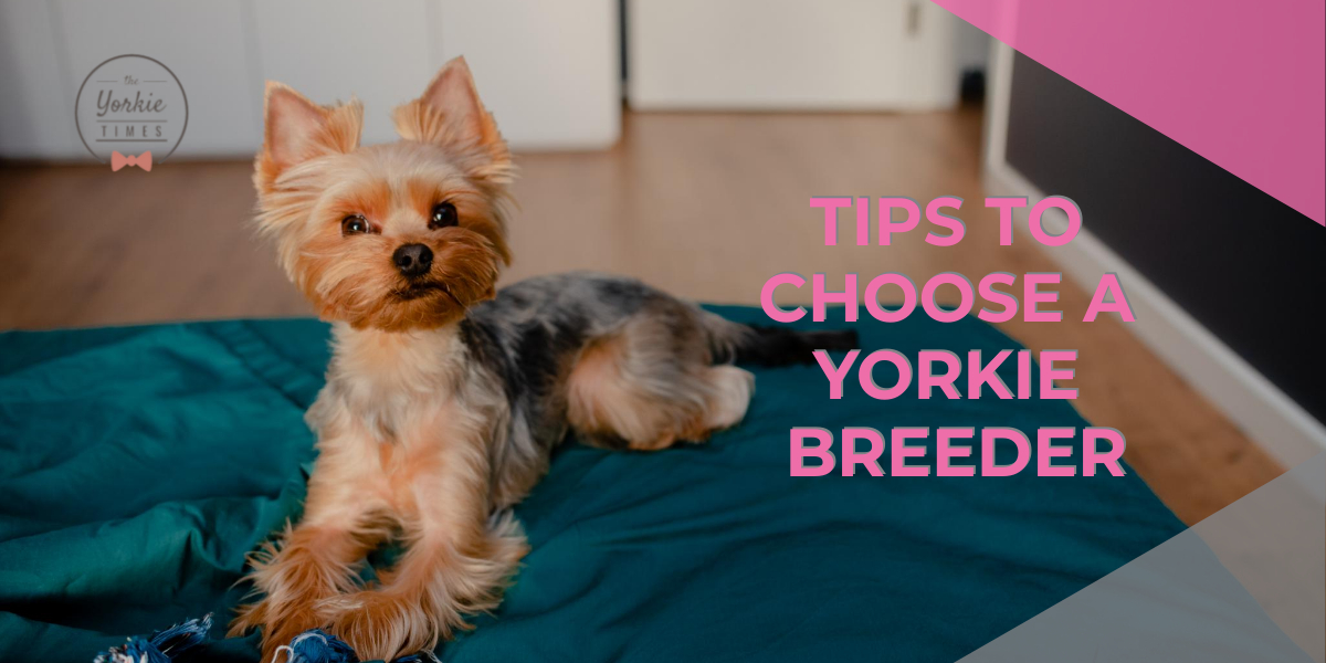 tips to choose a yorkie breeder