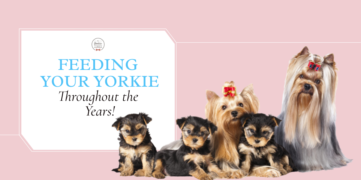 feeding your yorkie blog