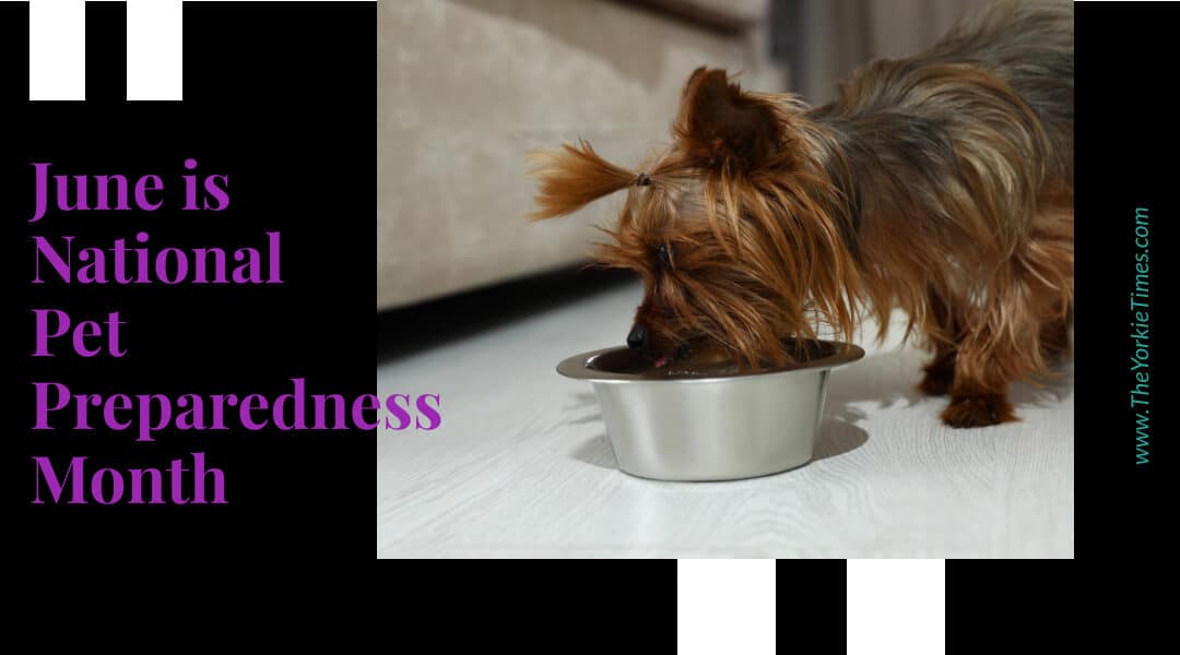 June is National Pet Preparedness Month