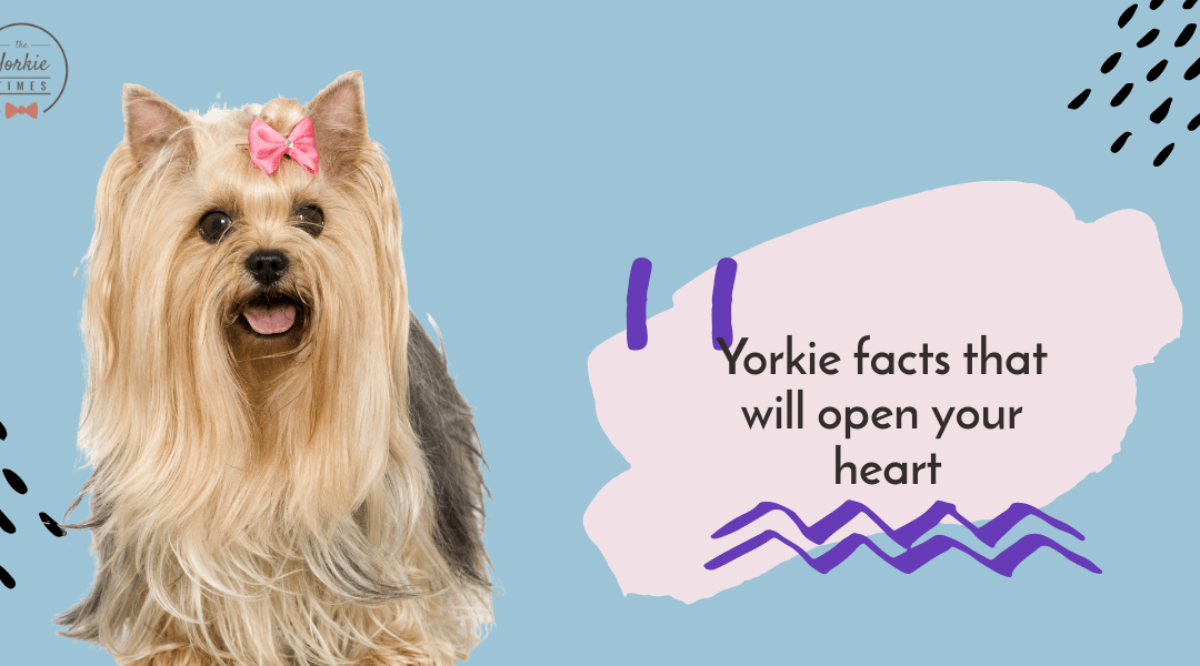 11 Fun Yorkie facts that will melt your heart