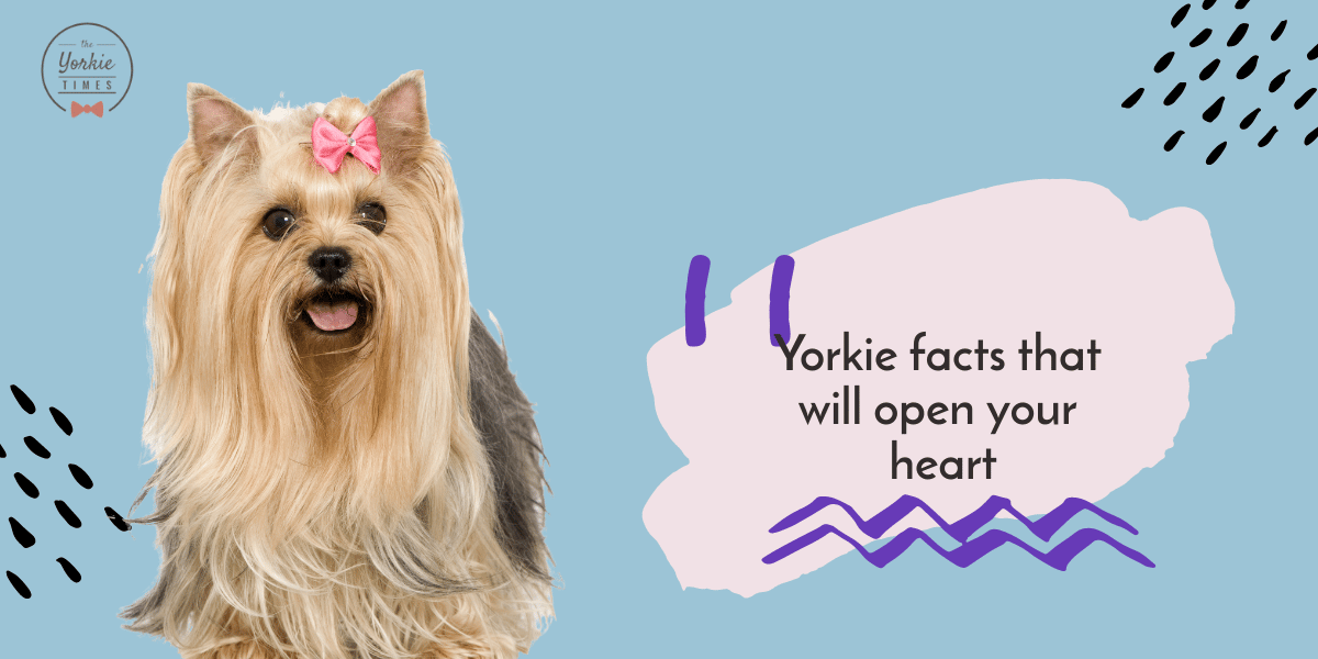 Yorkie facts that will open your heart