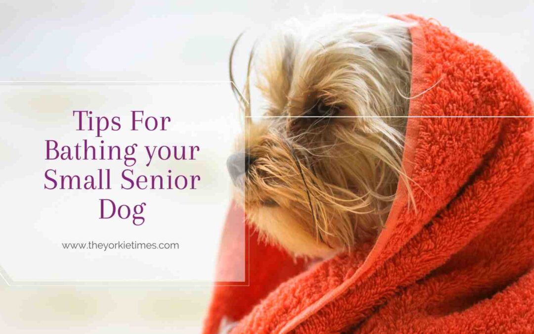 Tips For Bathing your Small Senior Dog