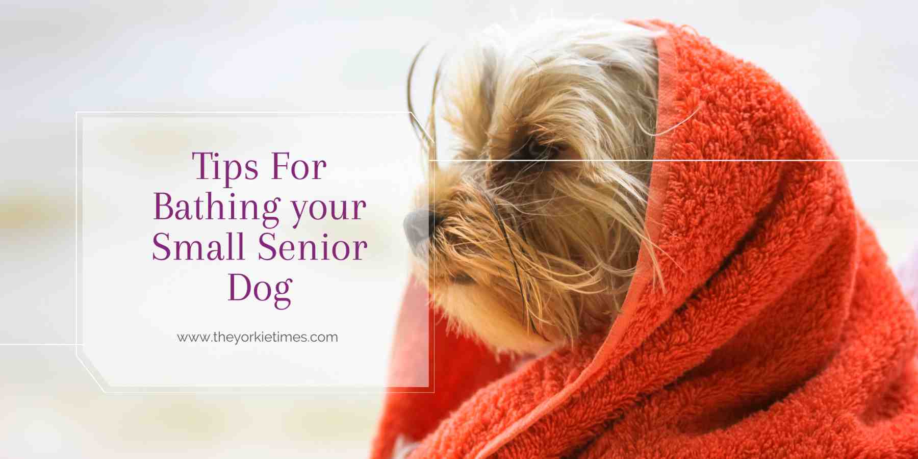 Tips For Bathing your Small Senior Dog