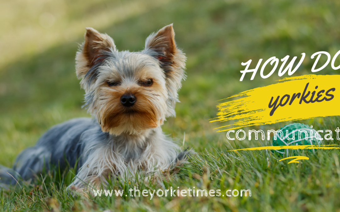 How Do Yorkies Communicate?