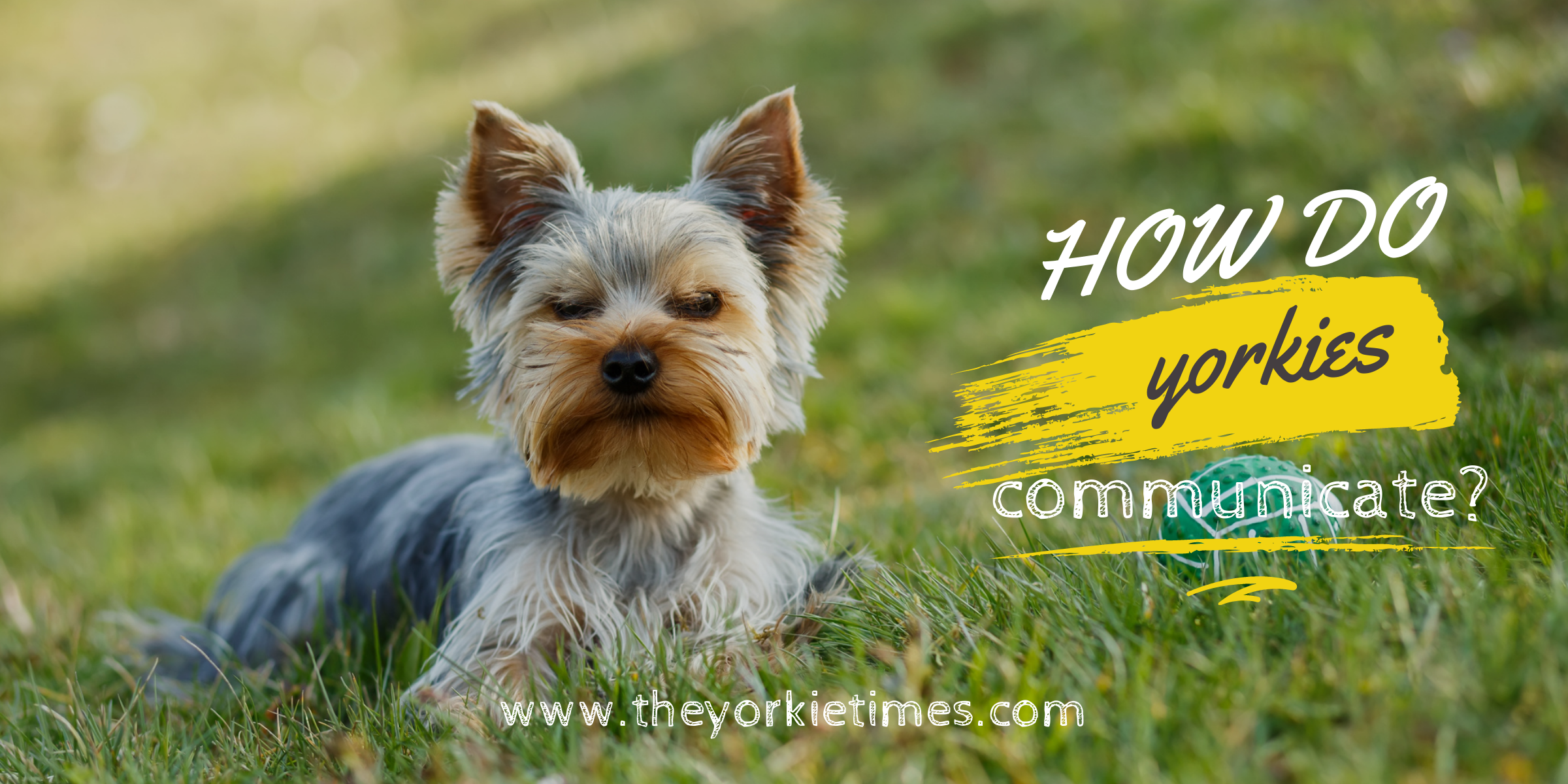 yorkies communicate