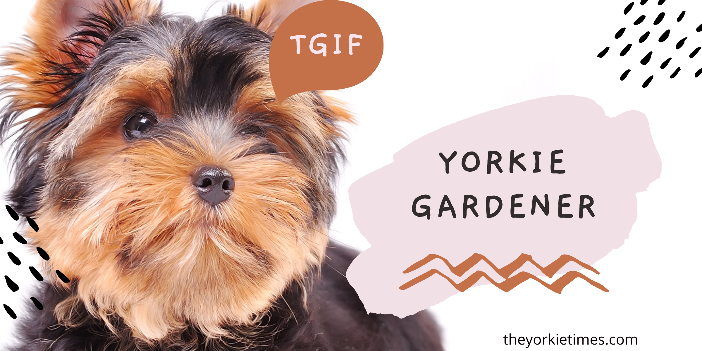 yorkie gardener