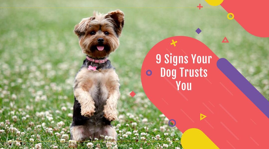 9 signs your dog trusts you