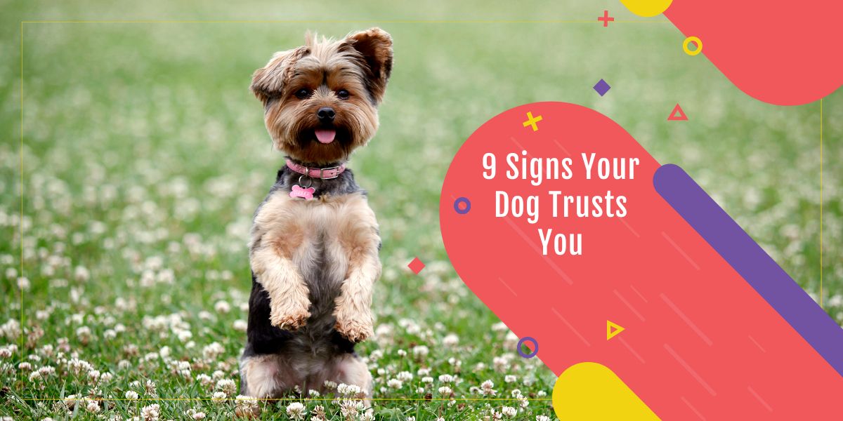 9 signs your dog trusts you