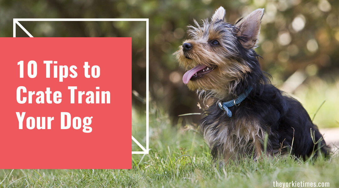 10 Tips to Crate Train Your Dog
