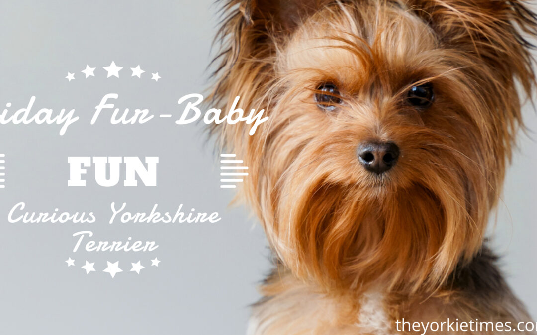 curious yorkshire terrier