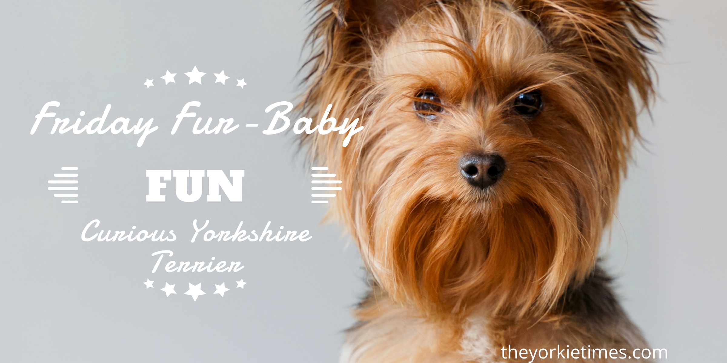 curious yorkshire terrier