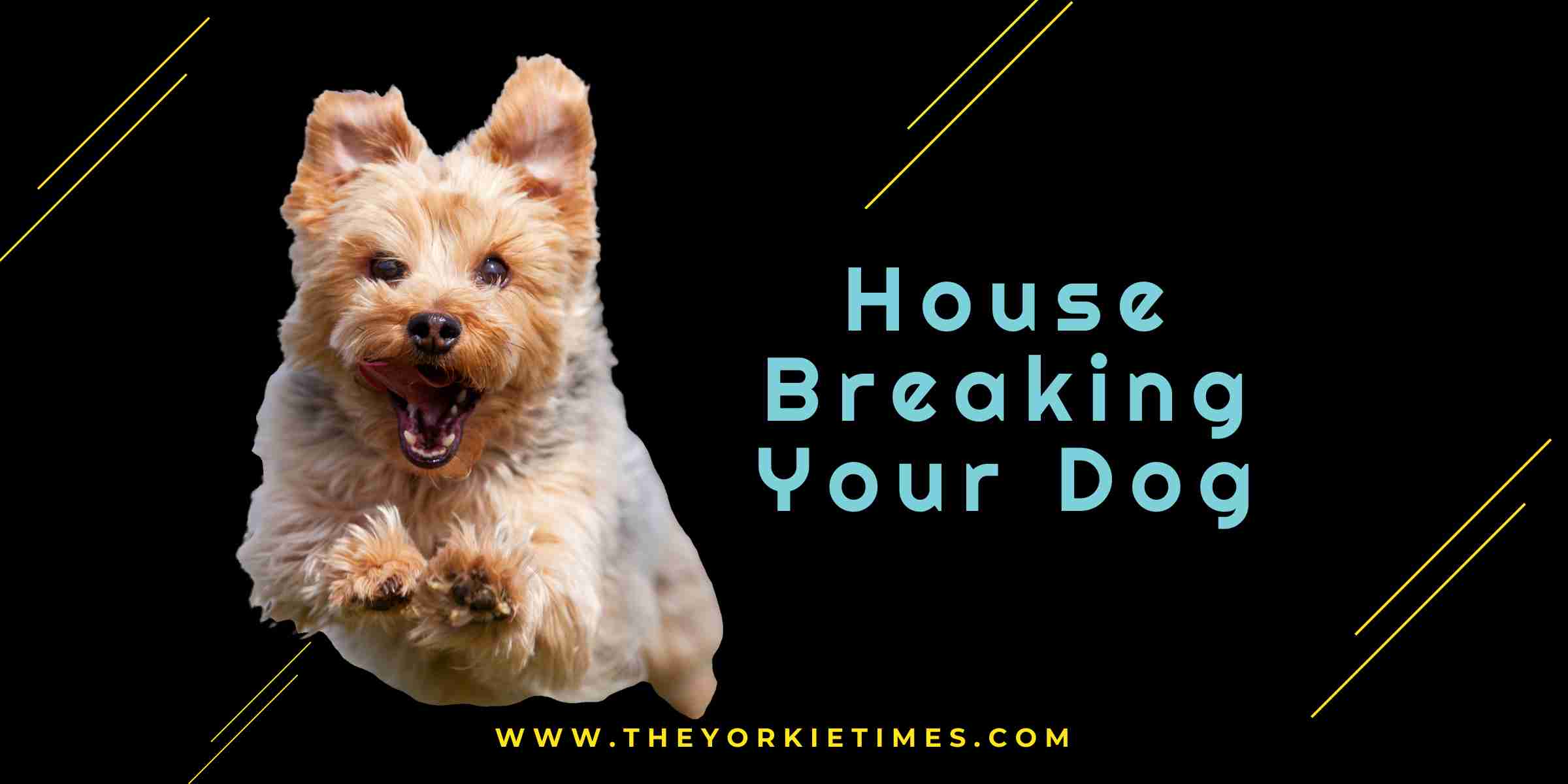 house breaking your dog