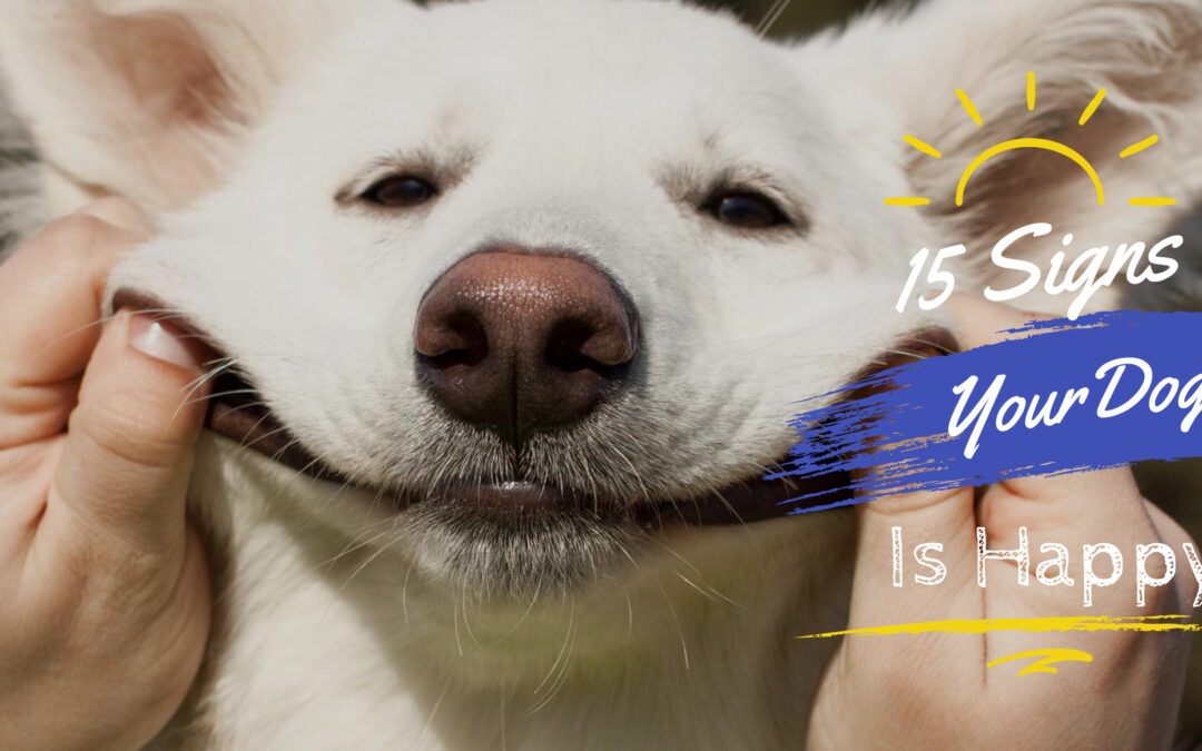 signs your dog is happy