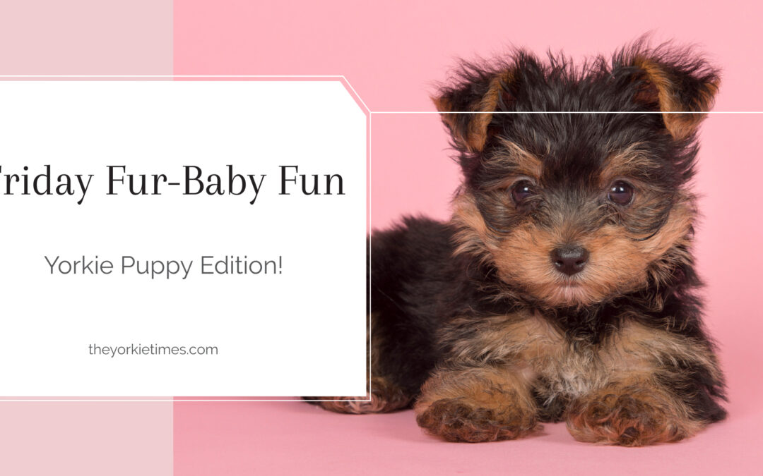 Friday Fur-Baby Fun: Yorkie Puppies!