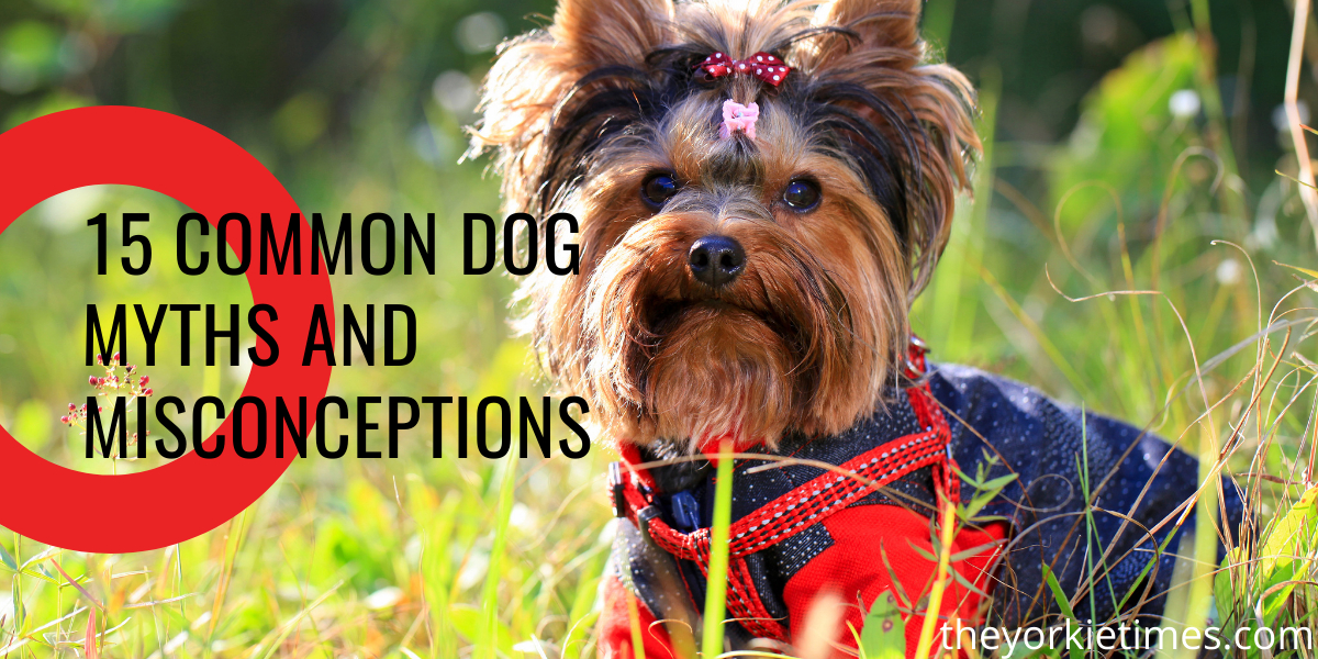 15 Common Dog Myths and Misconceptions