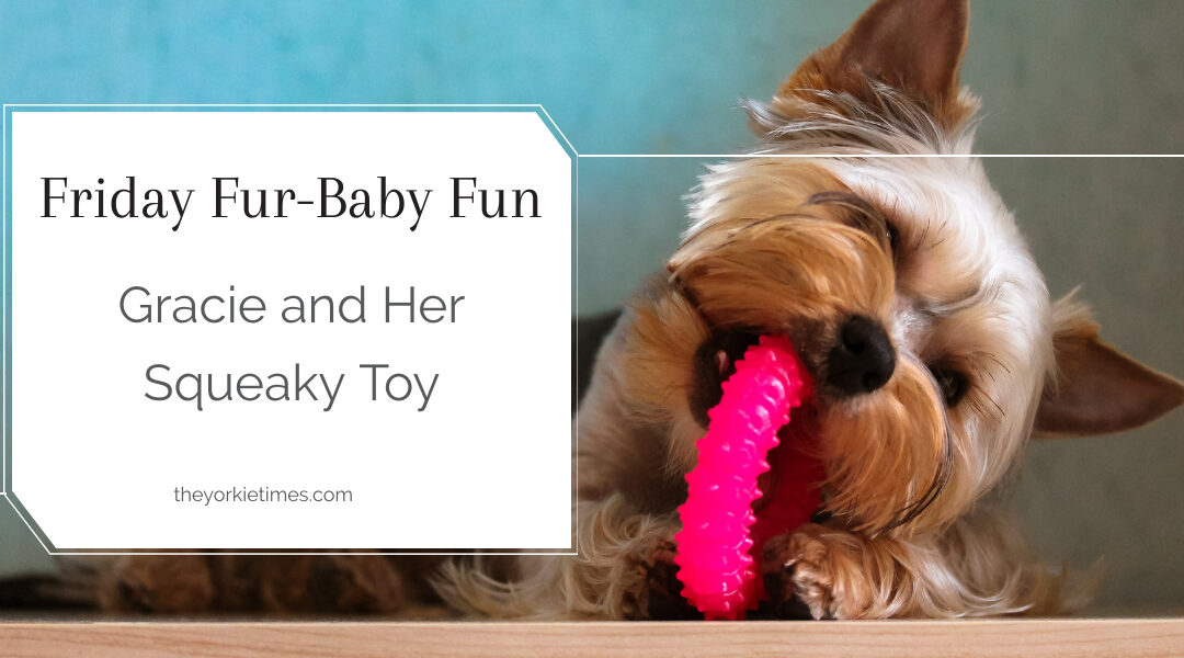 Gracie and Her Squeaky Toy