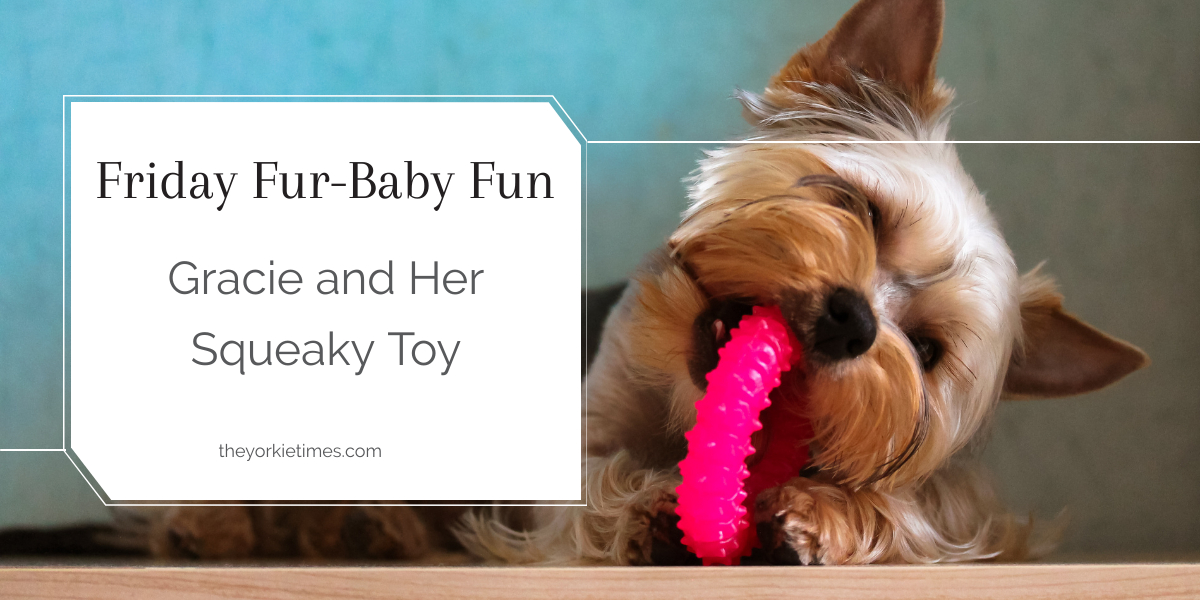 Gracie and Her Squeaky Toy