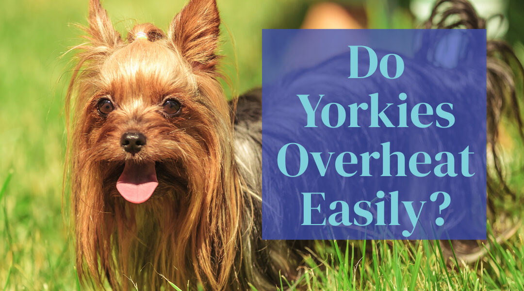 Why Do Yorkies Overheat Easily?