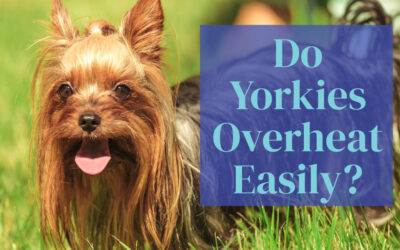 Why Do Yorkies Overheat Easily?