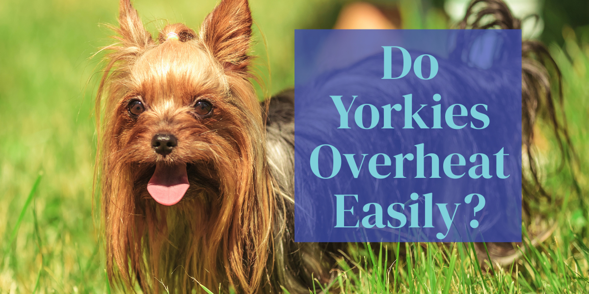 do yorkies overheat easily_