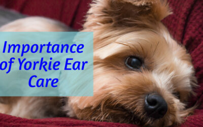 Importance of Yorkie Ear Care