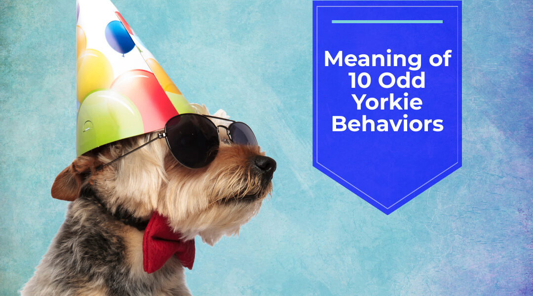 Meaning of 10 Odd Yorkie Behaviors
