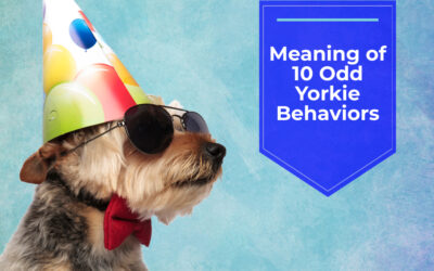 Meaning of 10 Odd Yorkie Behaviors