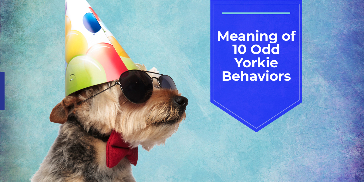 odd yorkie behaviors