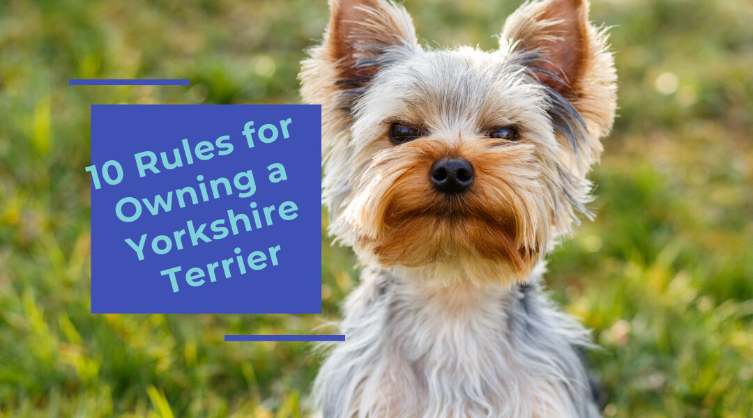 rules for owning a yorkshire terrier