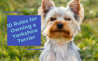 10 Rules for Owning a Yorkshire Terrier