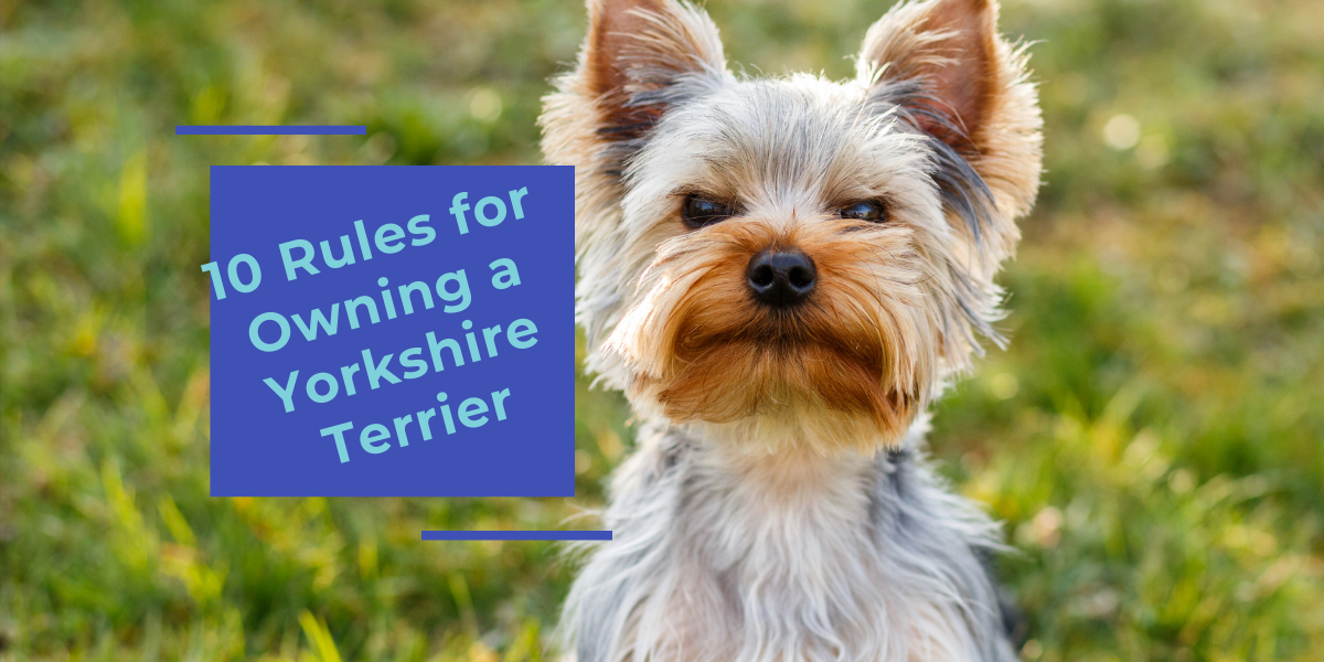 rules for owning a yorkshire terrier