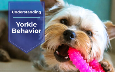 Understanding Yorkie Behavior