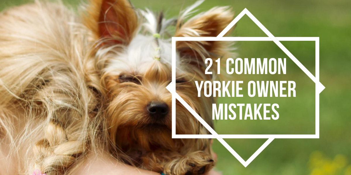 yorkie owner mistakes