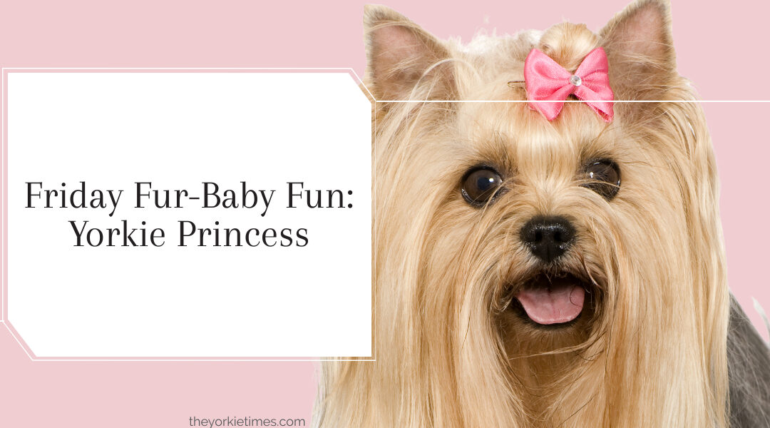 yorkie princess