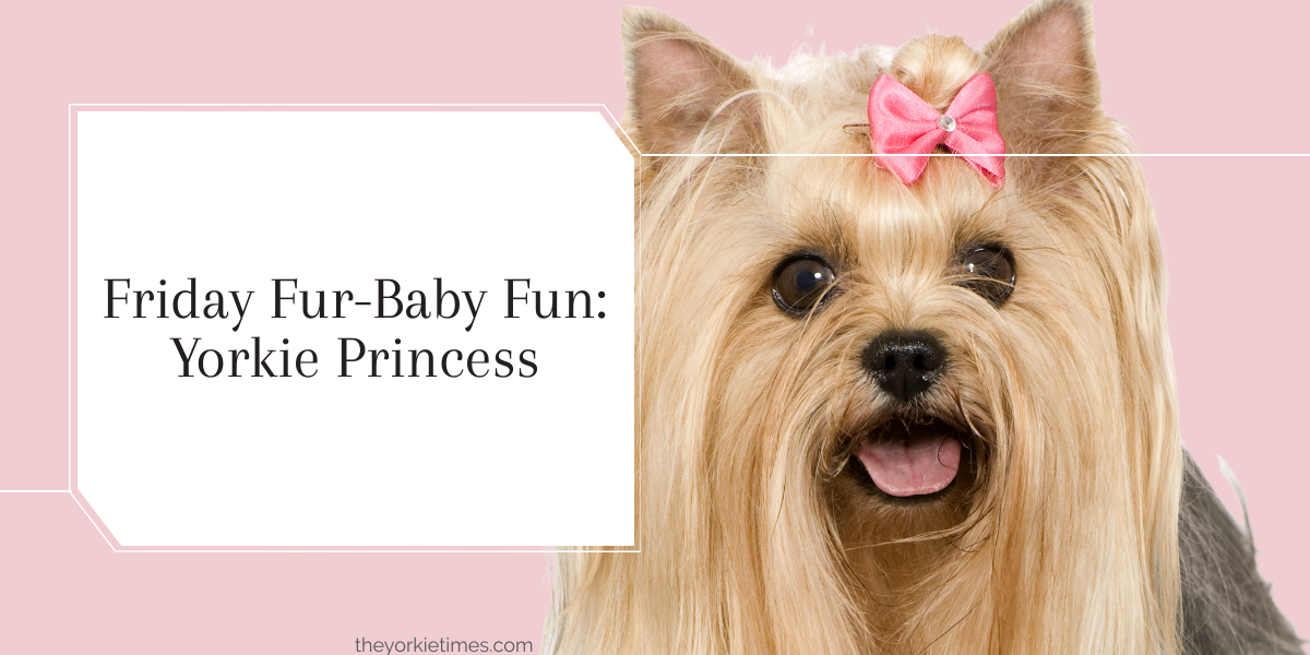 yorkie princess